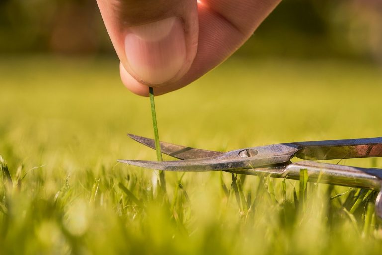 Eine Hand schneidet ein Unkraut mit einer Schere auf einem grünen Rasen.