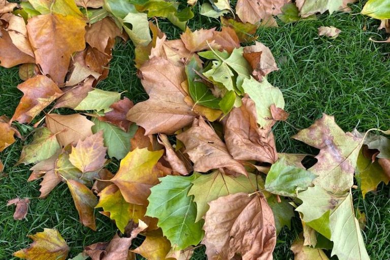 Bunte Herbstblätter Laub in verschiedenen Nuancen auf grünem Gras.