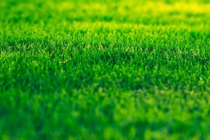 Helles, grünes Gras in sanften Wellen, mit natürlichem Licht angestrahlt.